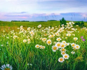 Conseil Paysagistes - formation management coaching pour entreprises du paysage